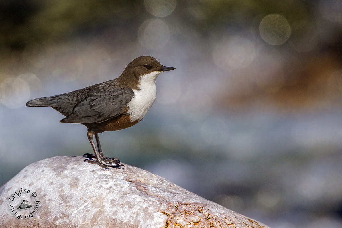 Dipper ..