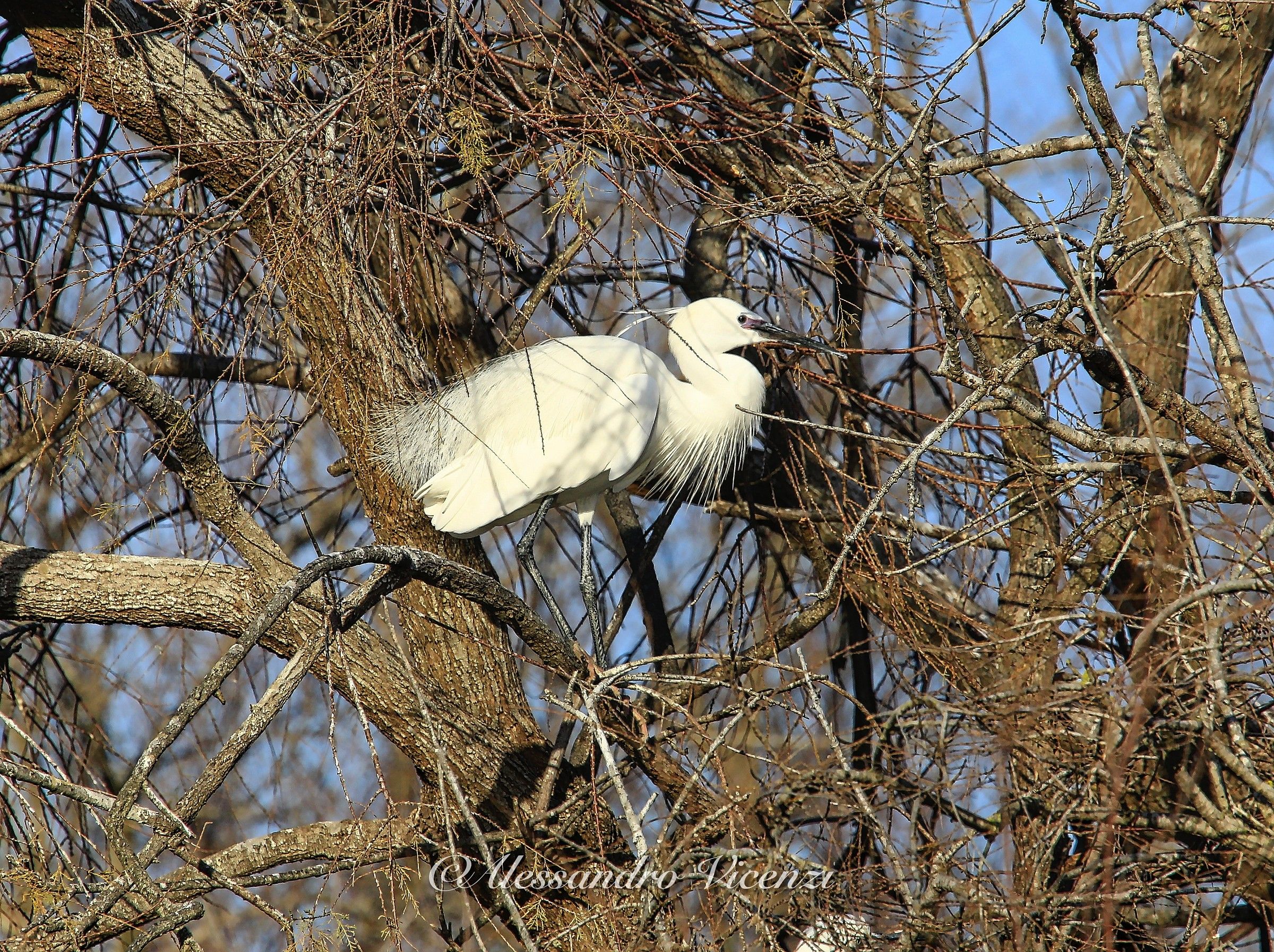 camargue
