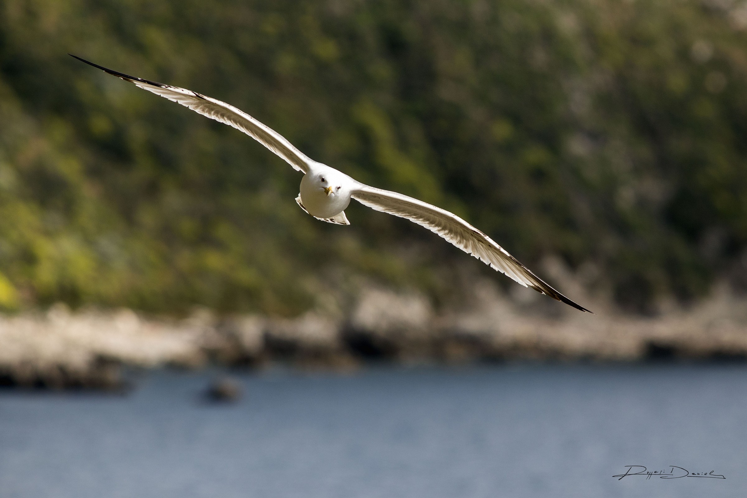 Herring Gulls