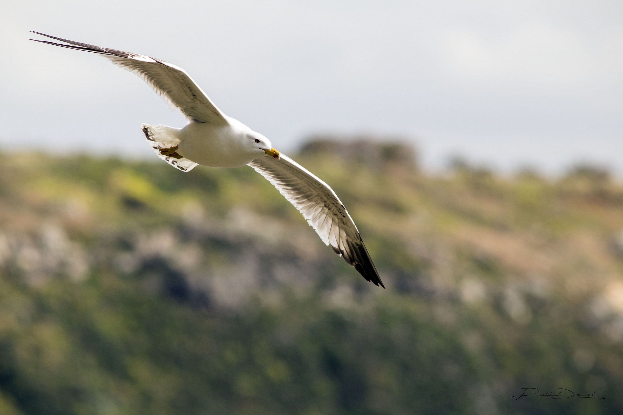 Herring Gulls