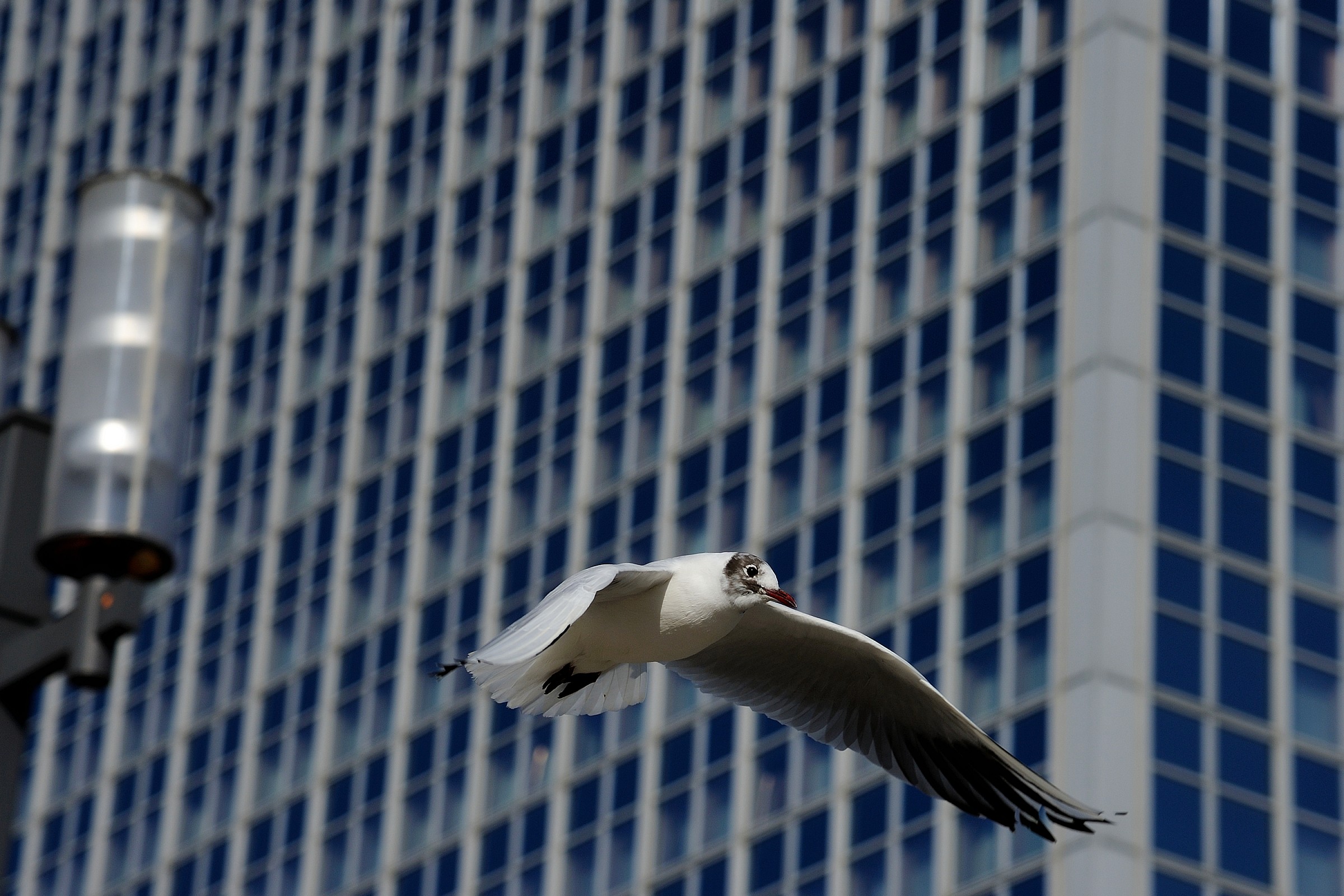 In volo sul grattacielo