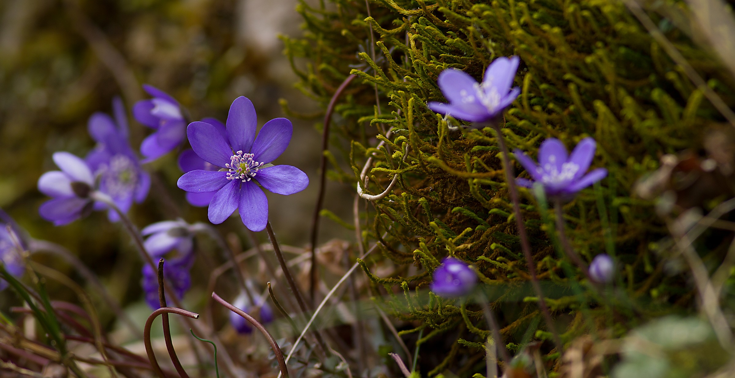 The first colors of the undergrowth marzolino