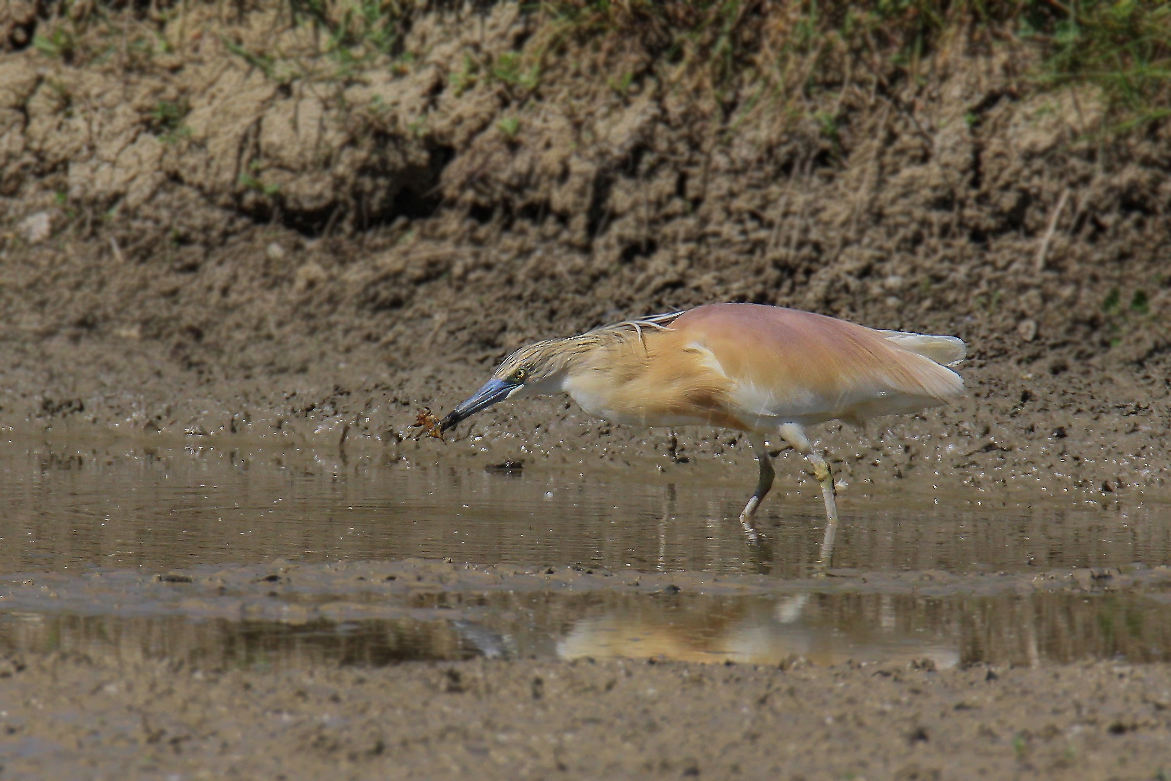 sgarza vs mole cricket