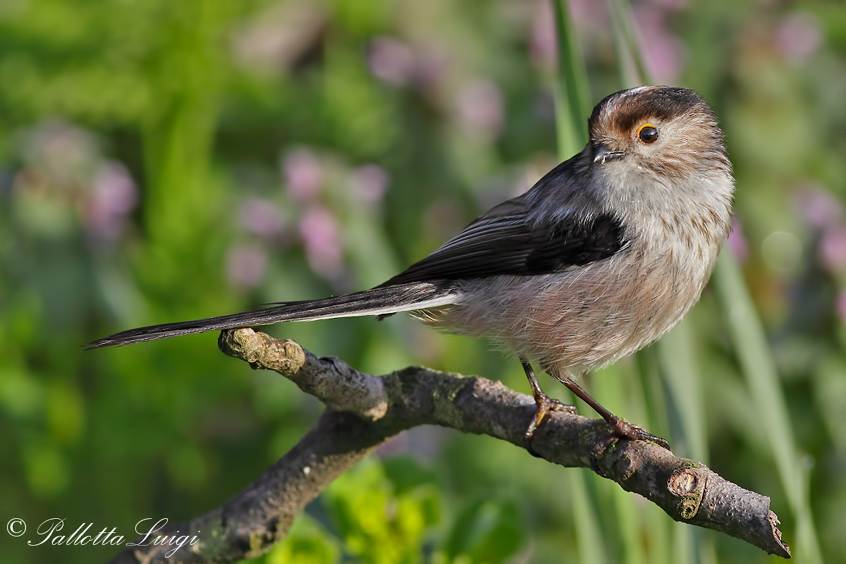 Long-tailed Tit (Aegithalos caudatus)