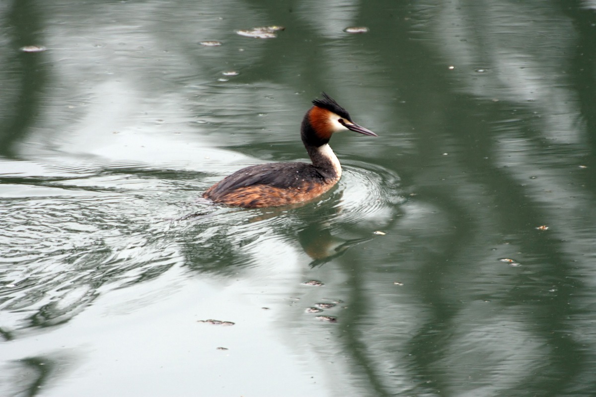 grebe on sile