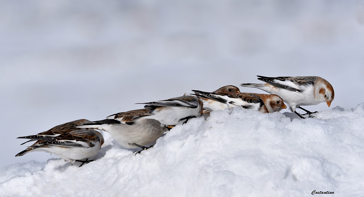 Snow Bunting (Calcarius nivales)