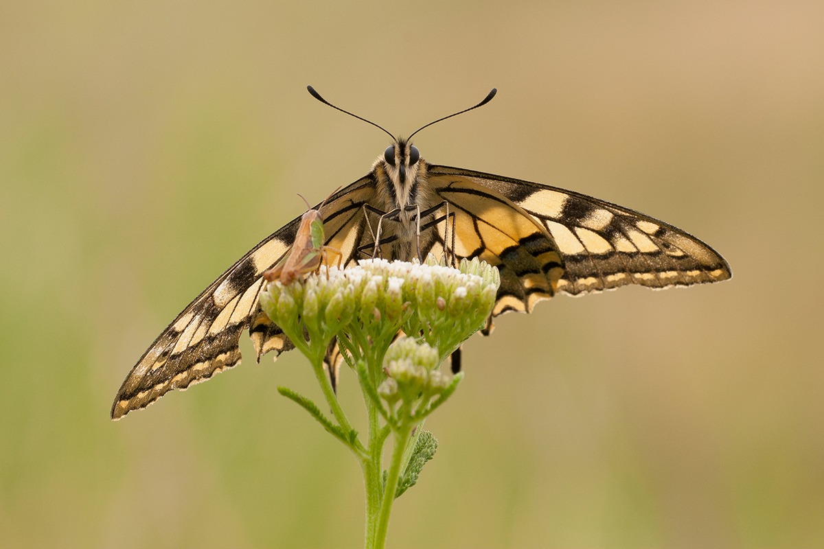 Papilio machaon (Update)