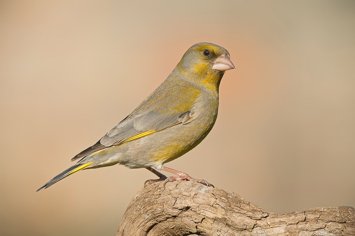 greenfinch
