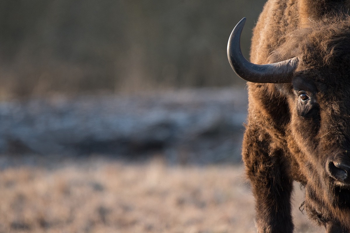 European bison (Bison bonasus)