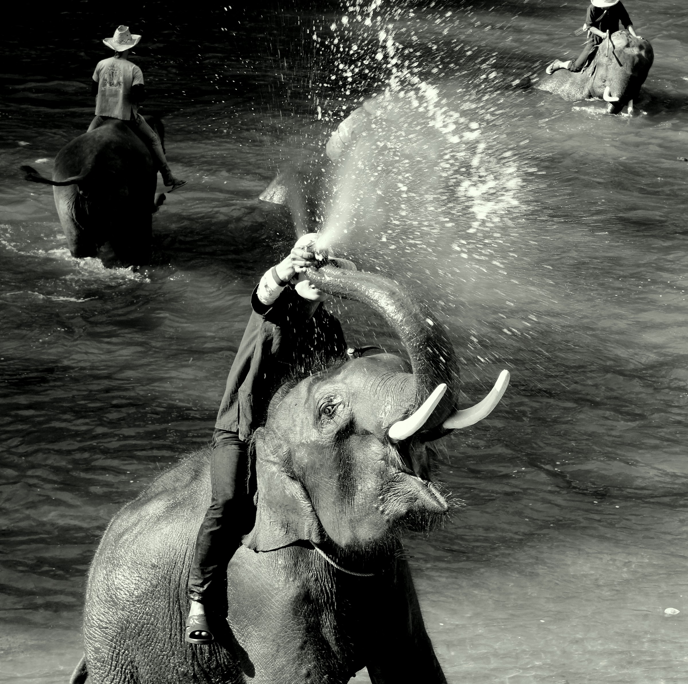 Playful elephant