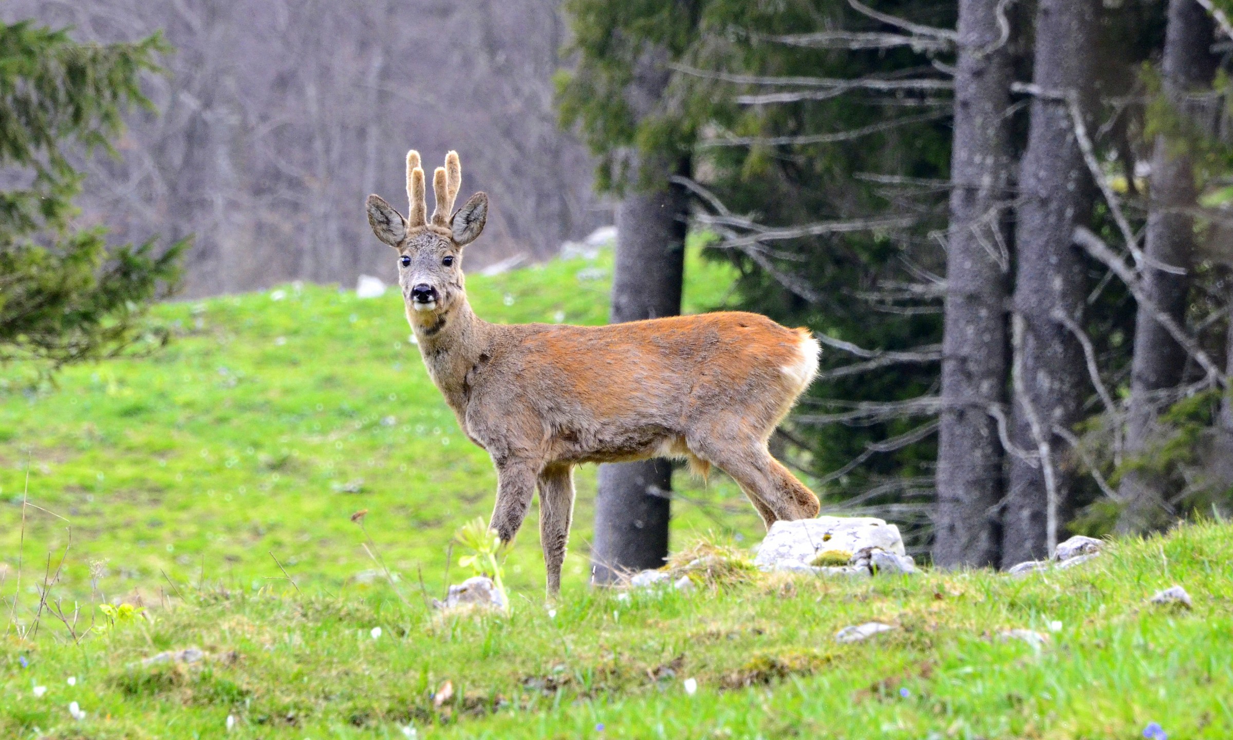 deer with velvet stage