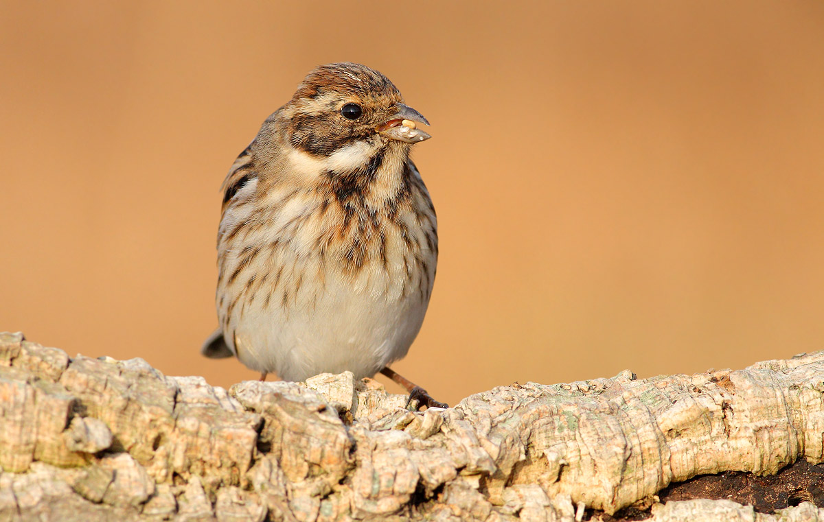 Reed Bunting