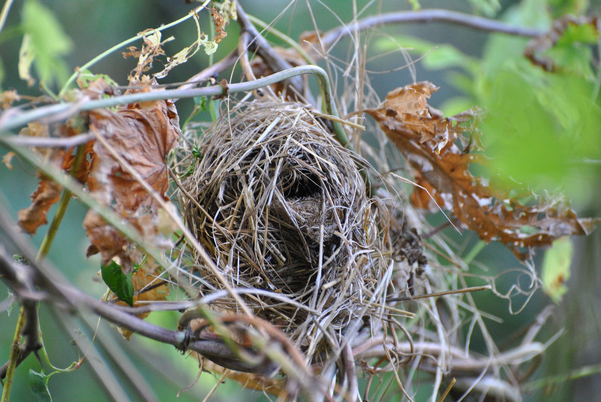 dormouse nest