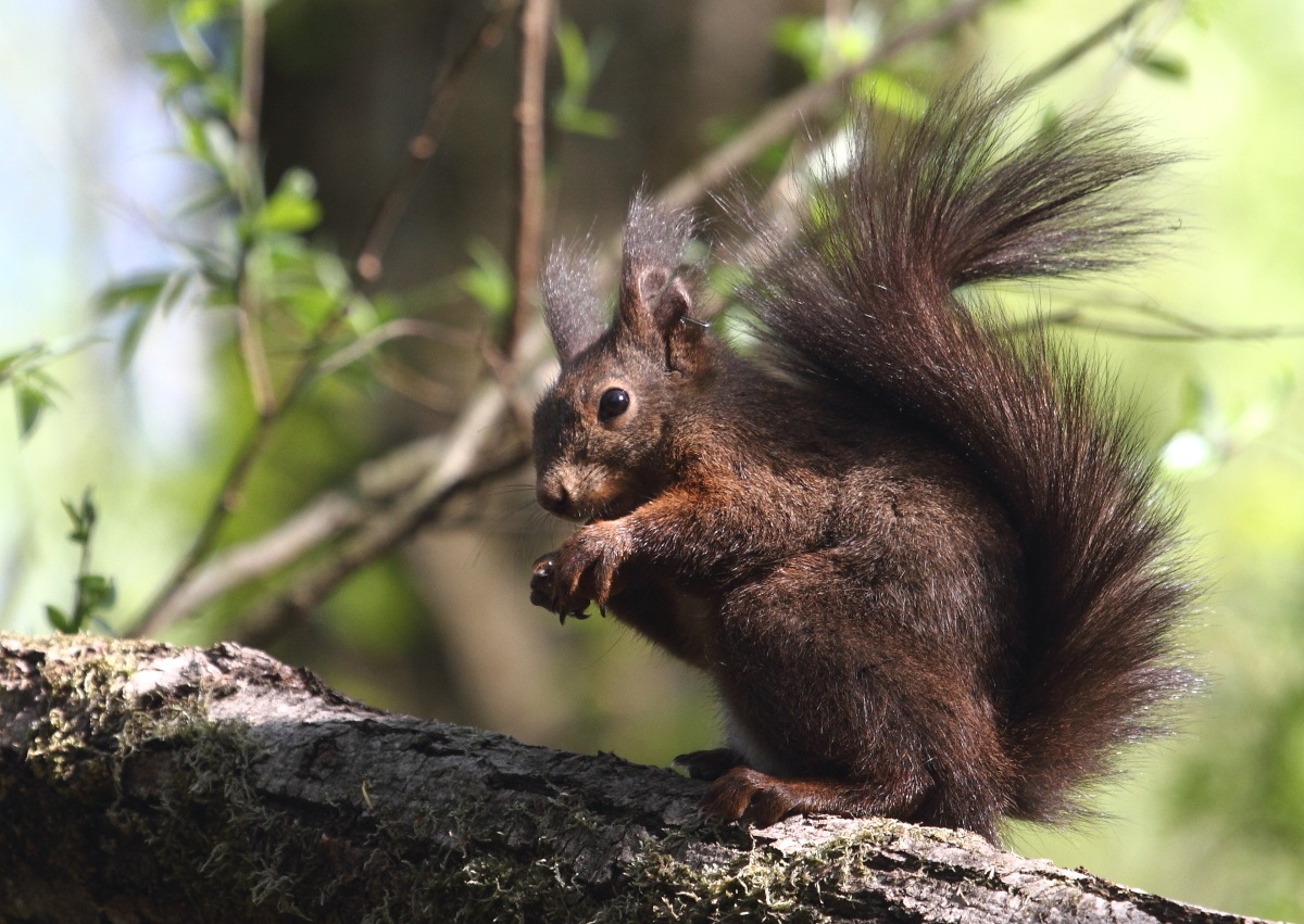 La colazione di Cip e Ciop