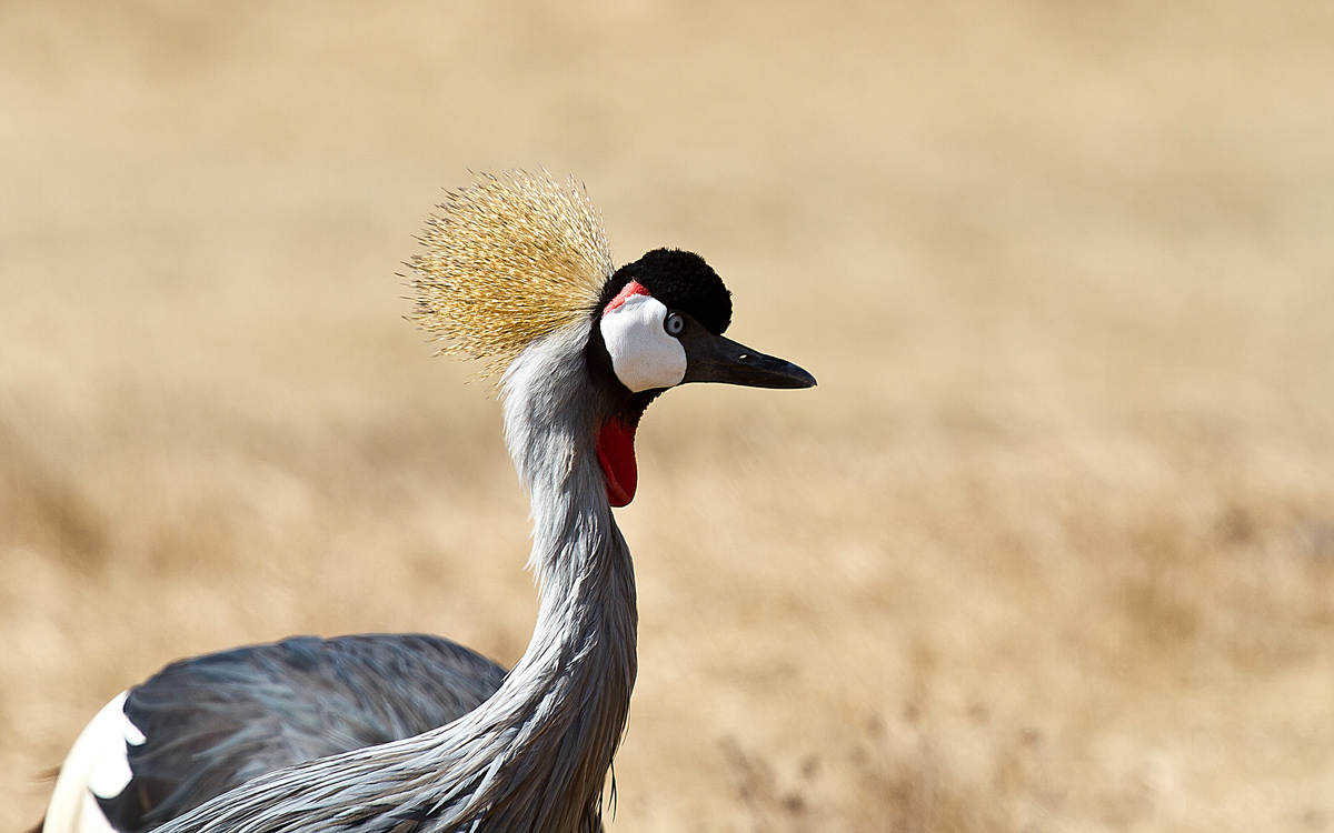 Norongoro-Gru'coronata