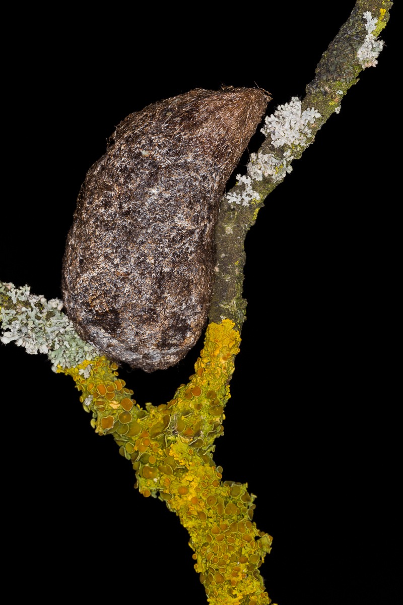 Cocoon of Saturnia pyri ...