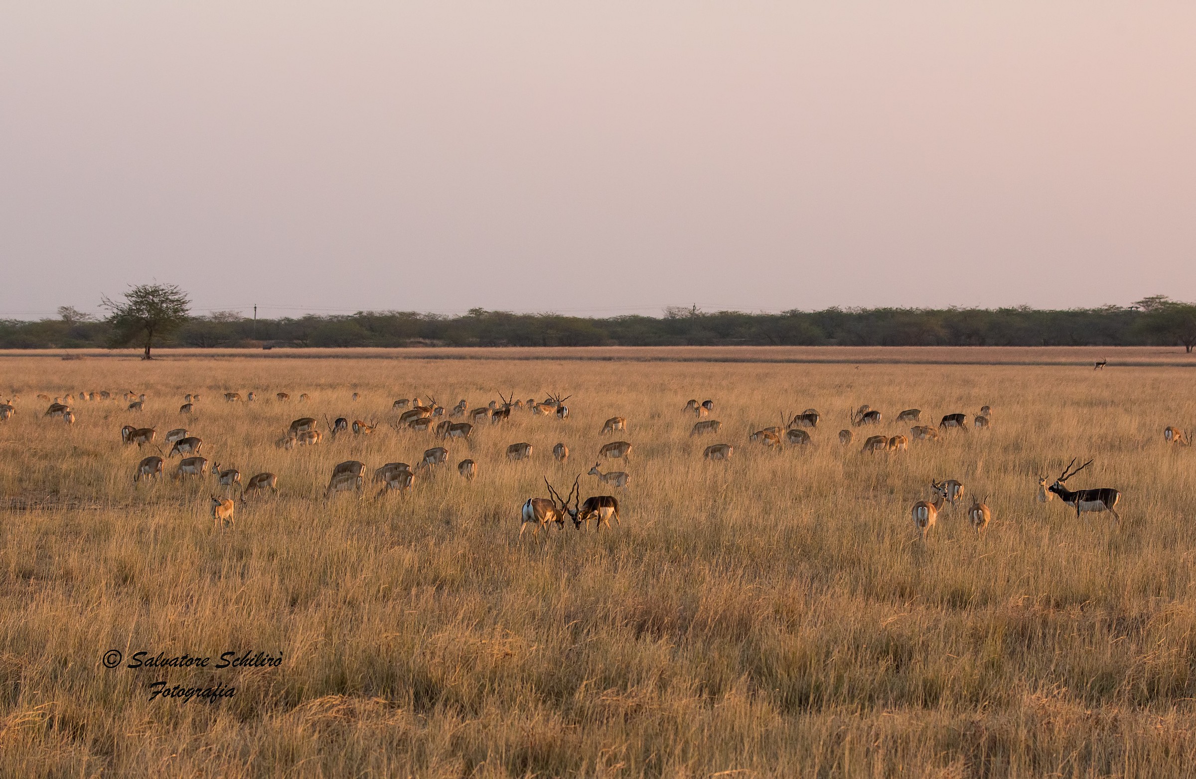 Velavadar al tramonto