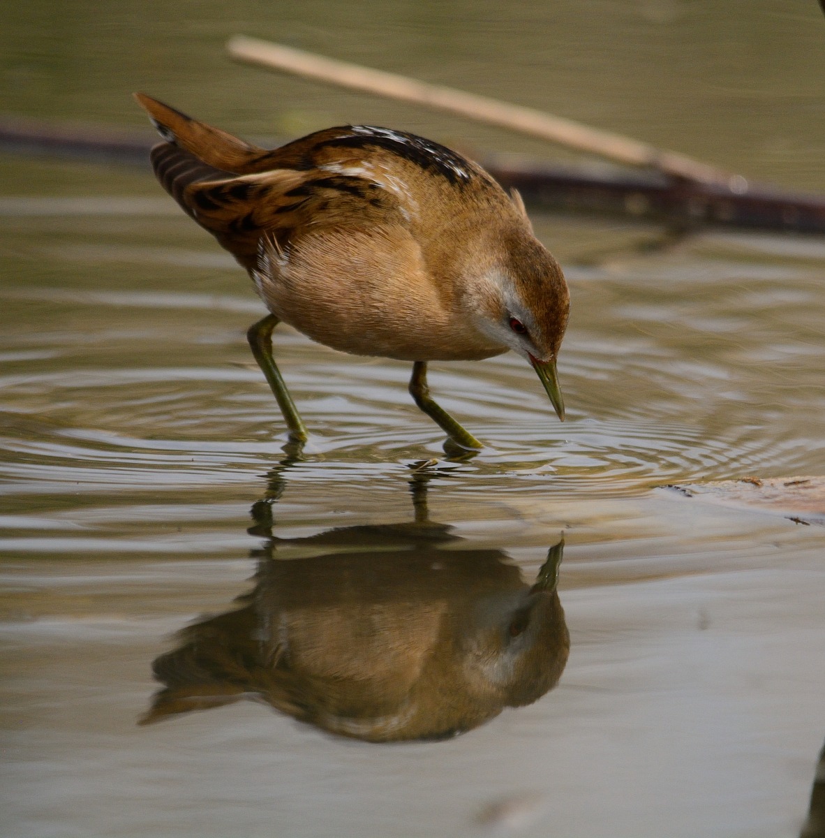 Schiribilla riflessi