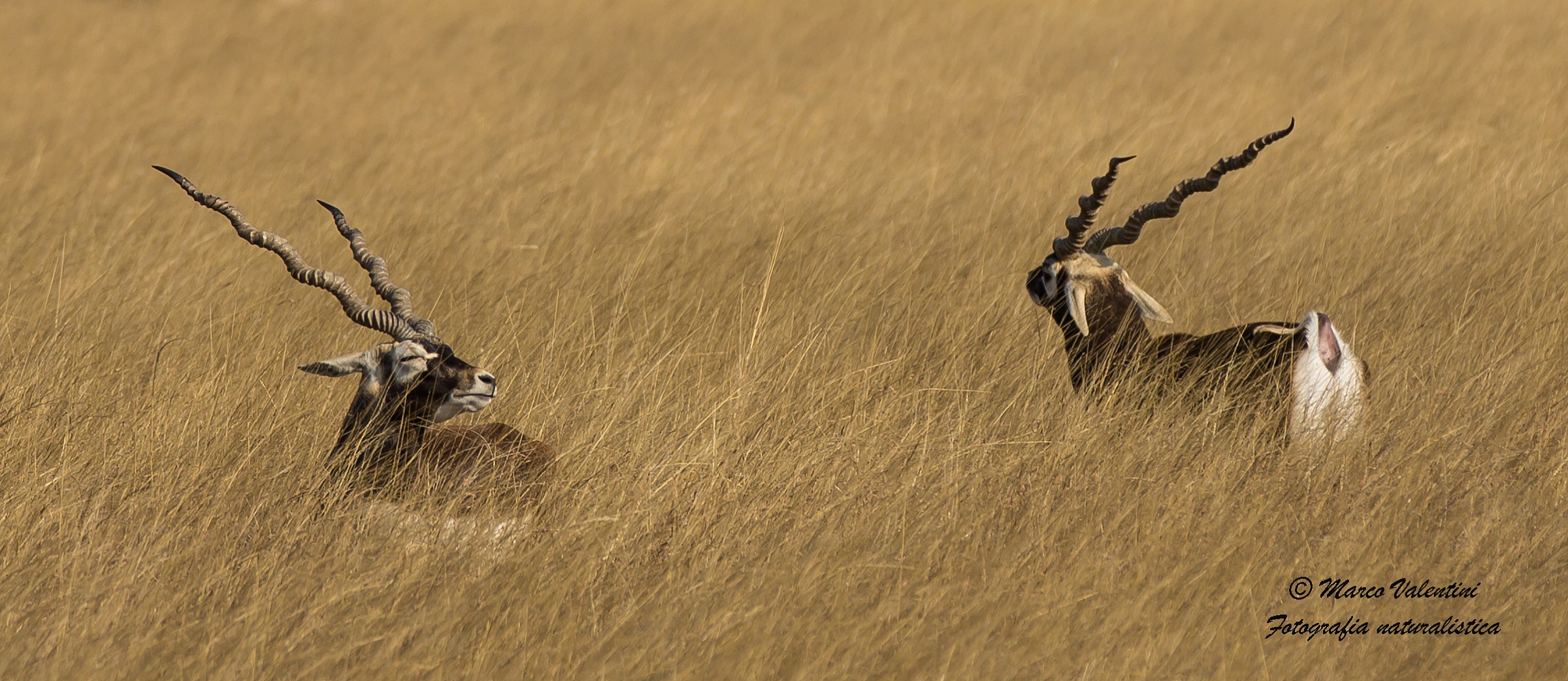 Metafisica nell'erba