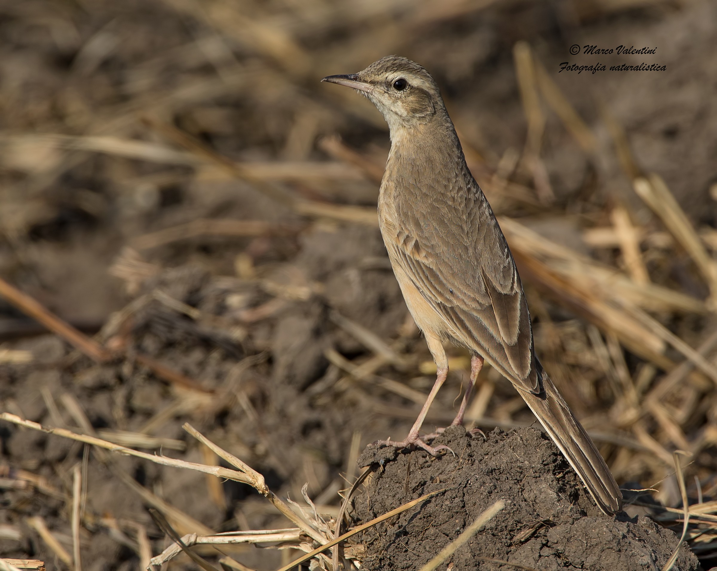 Long billed pipit