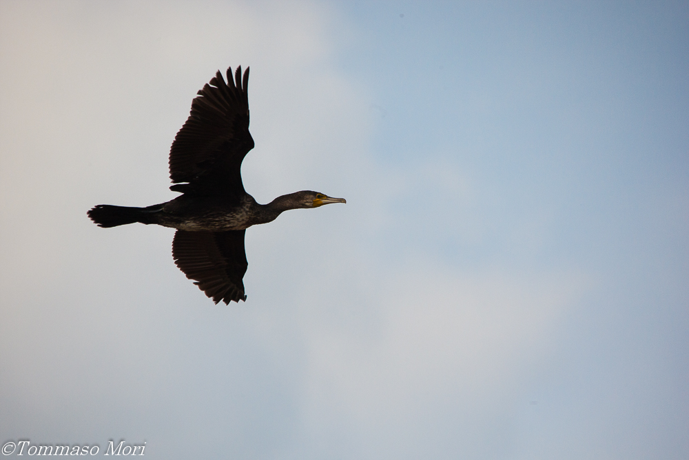 phalacrocorax carbo