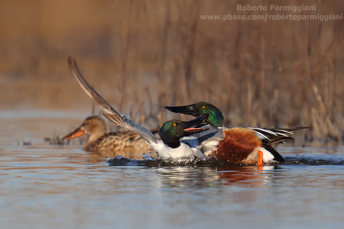 Battaglie per la conquista