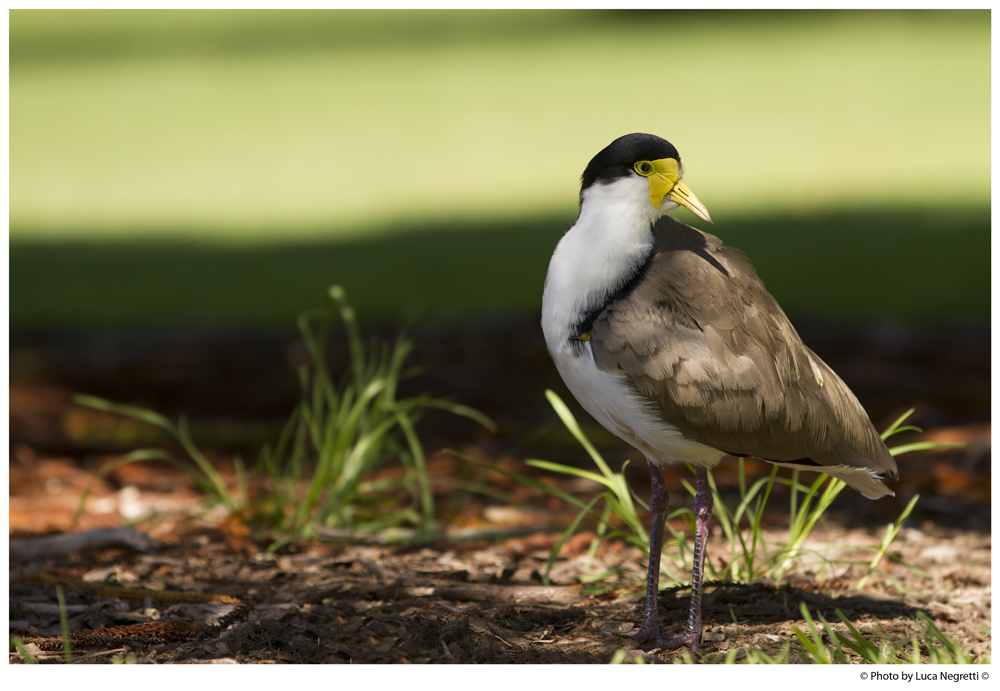Masked Lapwing