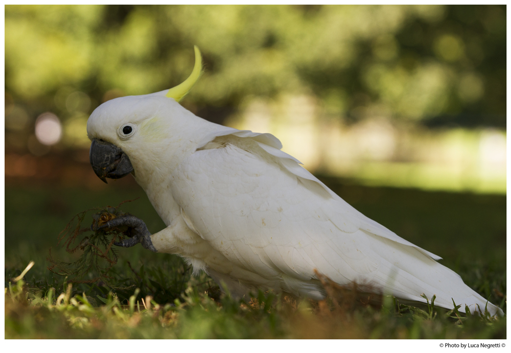 Sulphur-crested Cockatoo