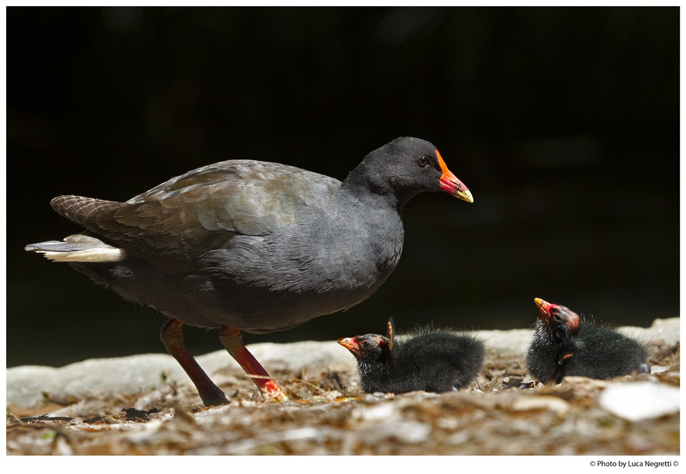 Dusky Moorhen ed i suoi pulli