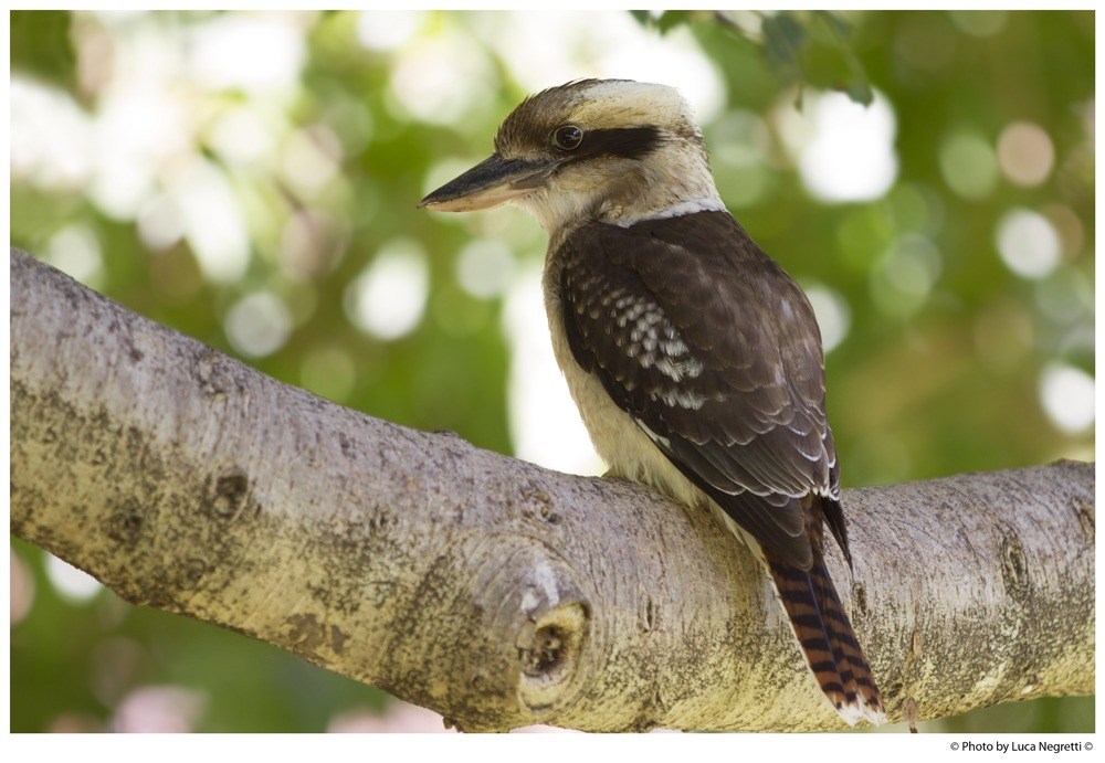 Kookaburra, Laughing