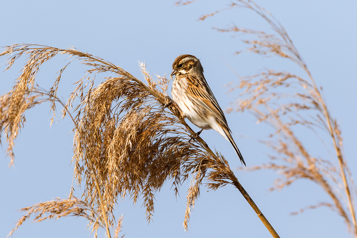 Migliarino di palude