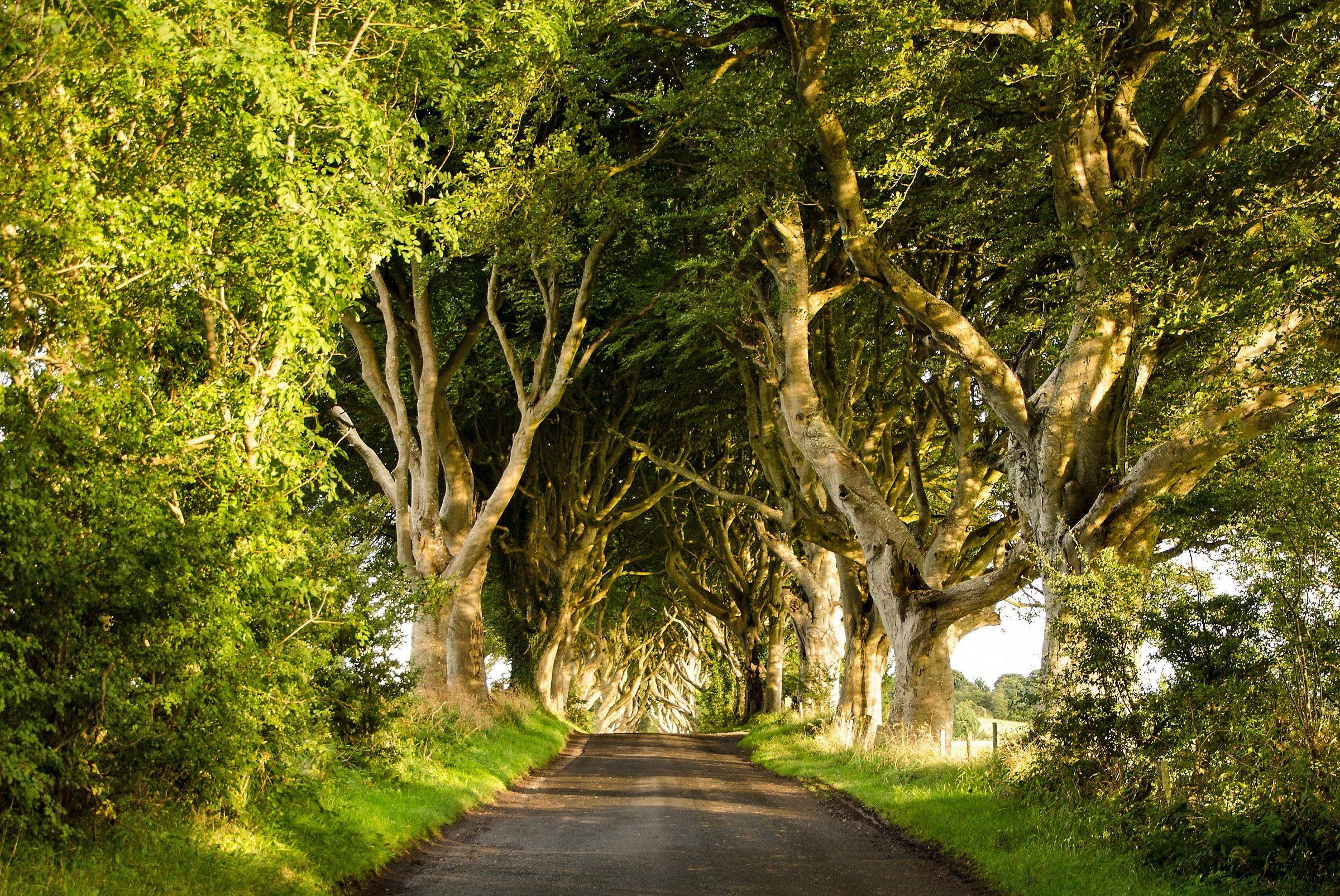 The Dark Hedges