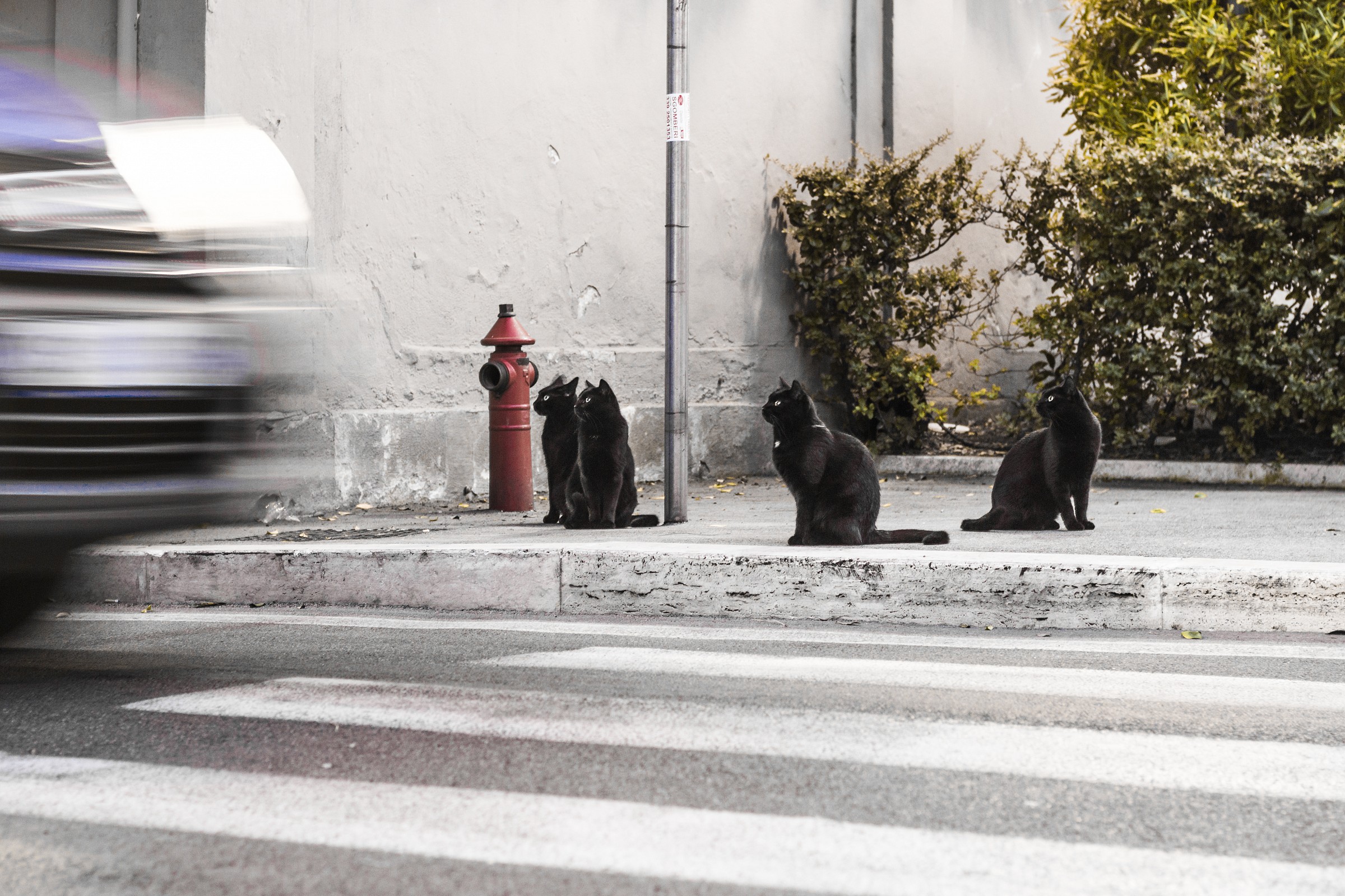 Superstitious 2 cats