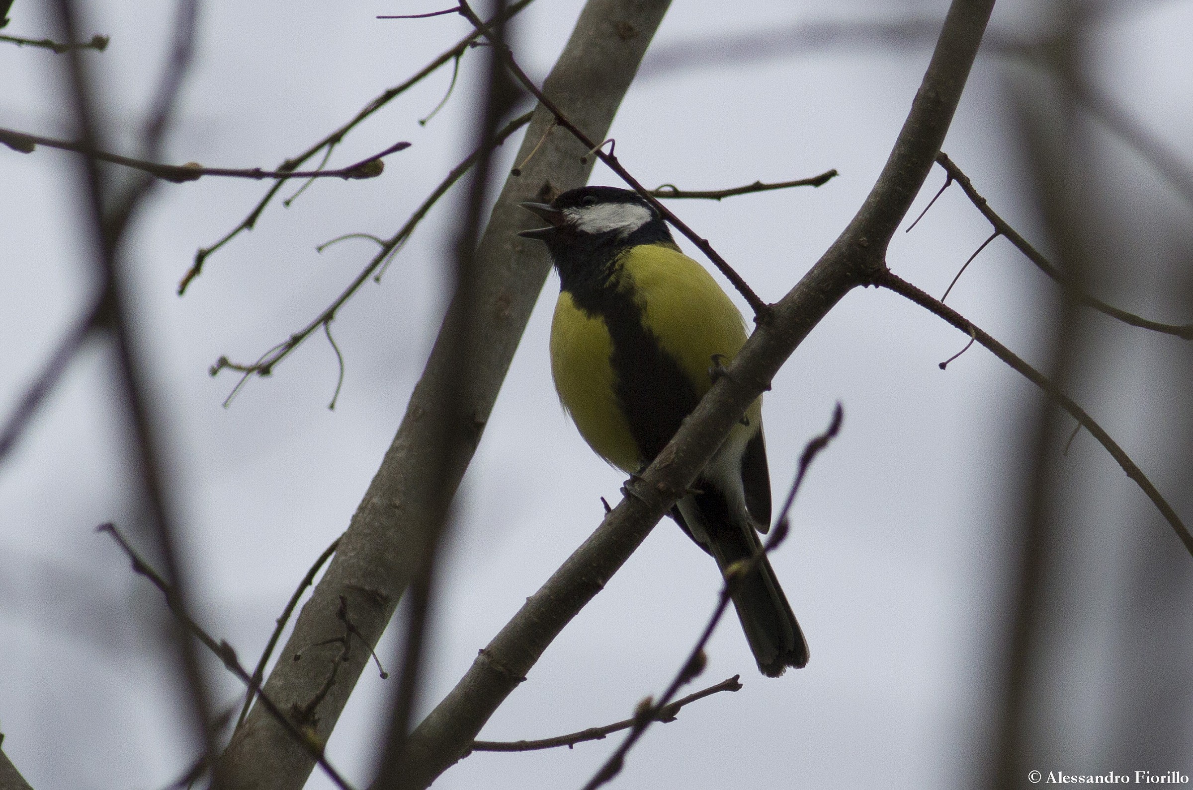 Great Tit