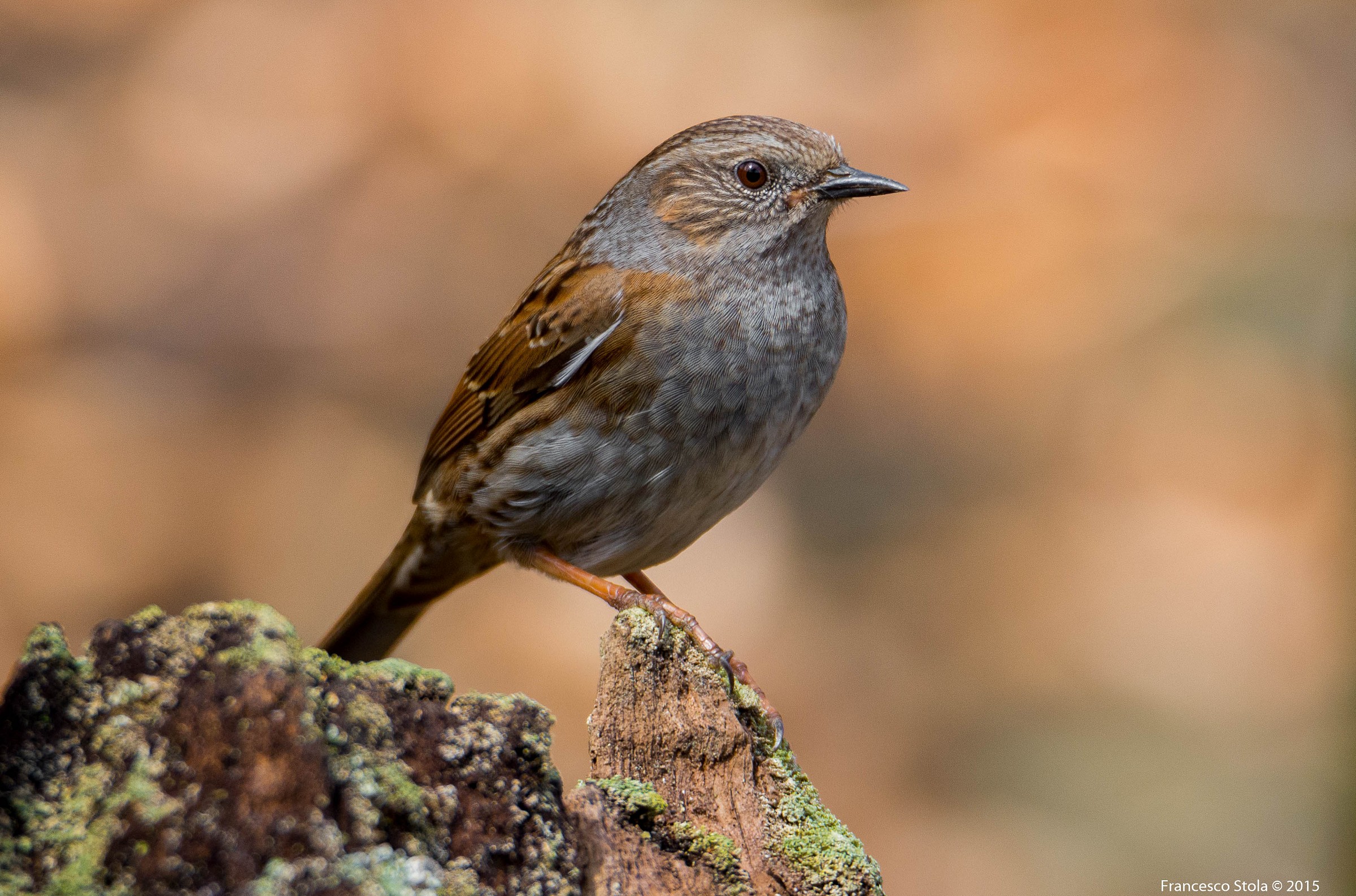 Dunnock