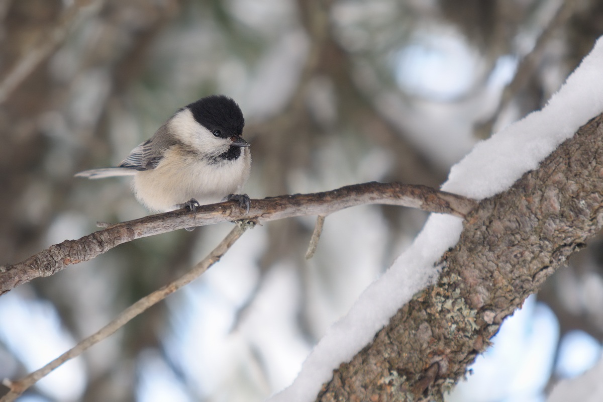 cincia bigia alpestre