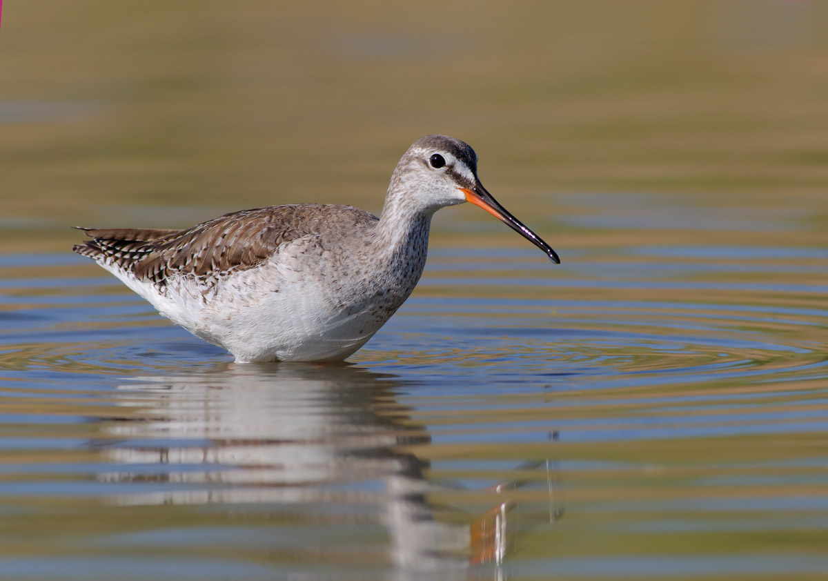Spotted Redshank
