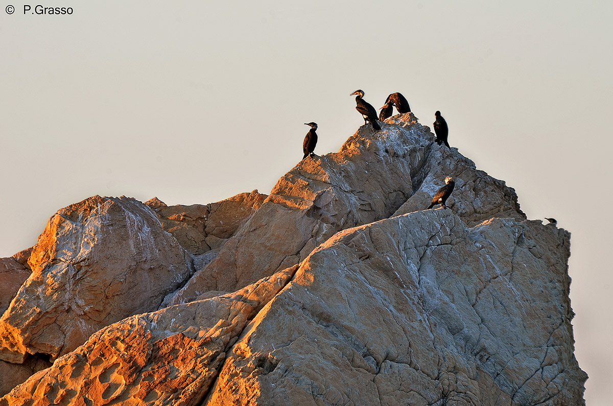 Cormorani in Sicilia...(Torre del Lauro - Caronia - Me)