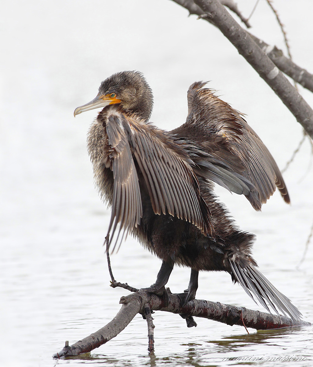Cormorant (Phalacrocorax carbo)