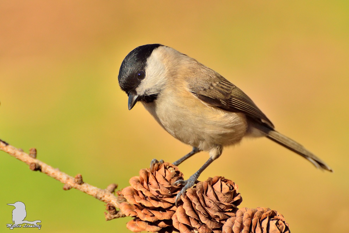 Cincia Bigia - Alpi Apuane