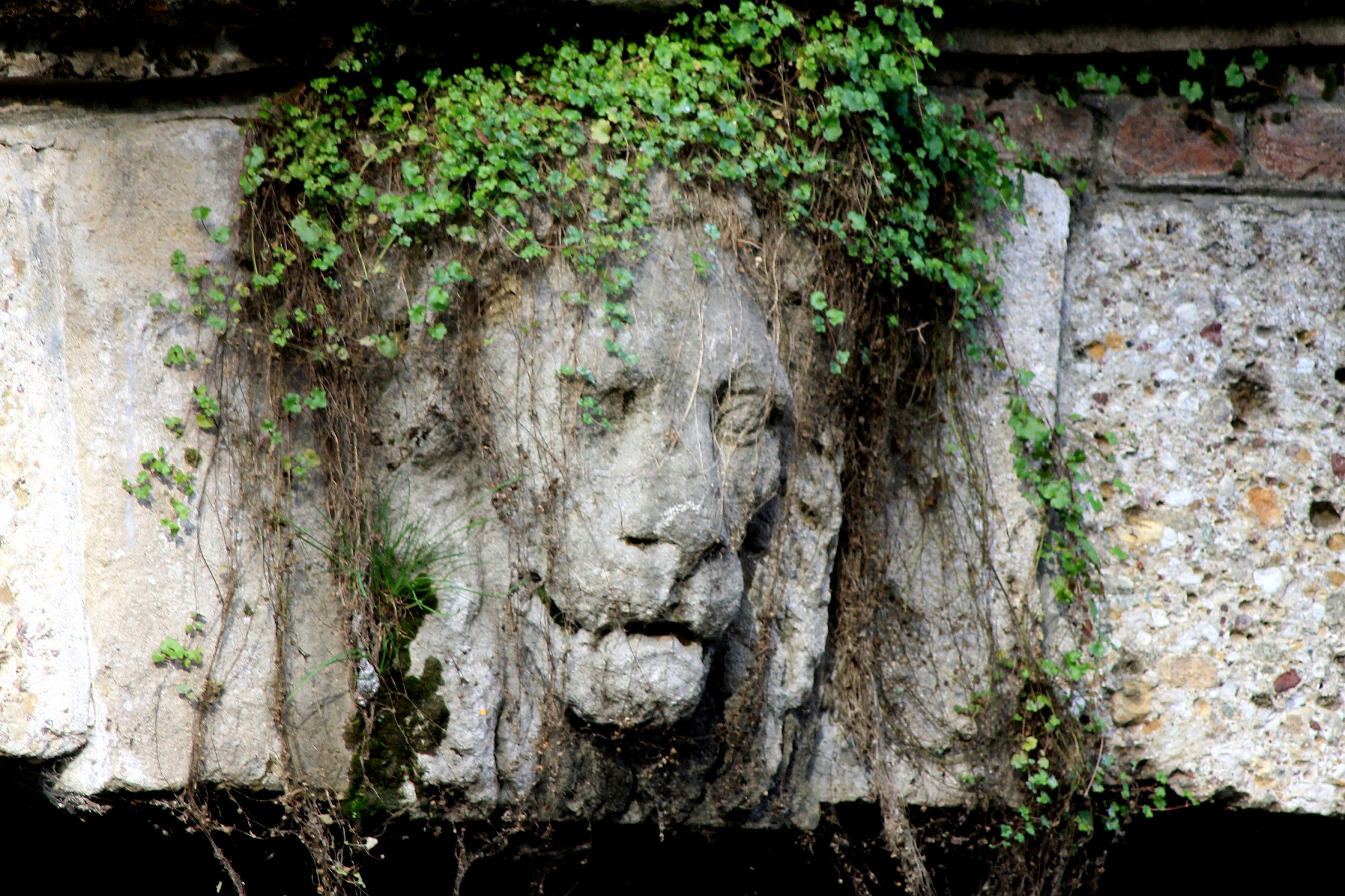 Una insolita criniera