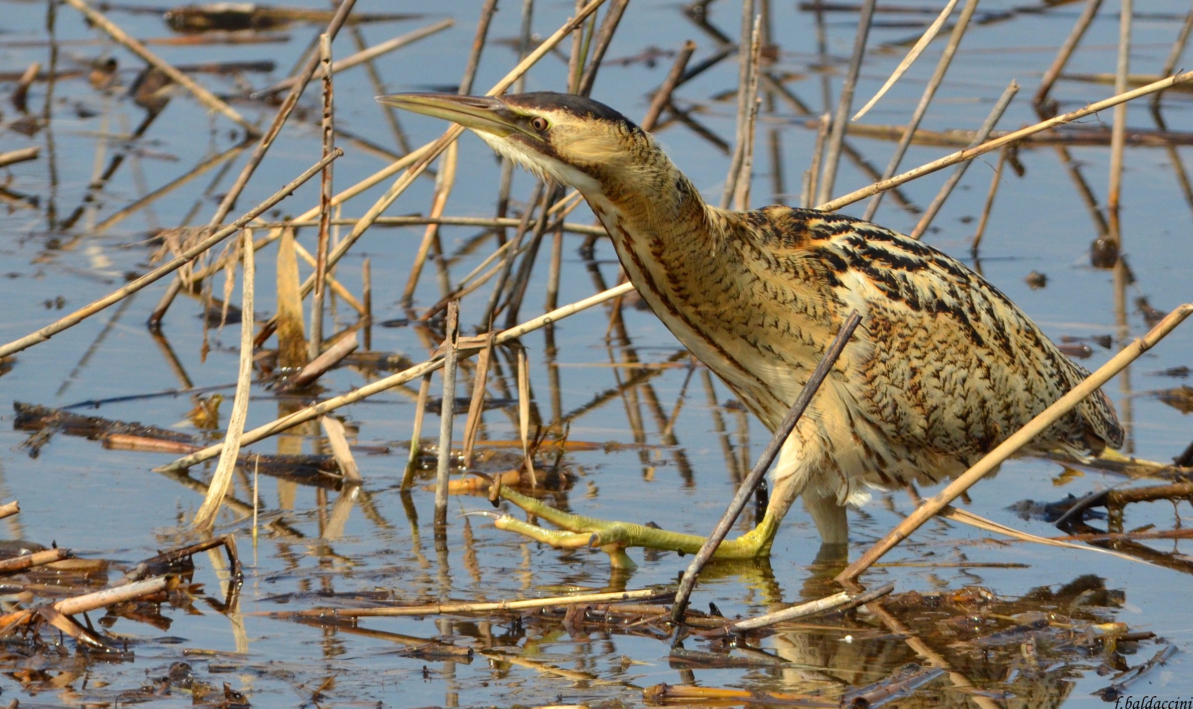 Claw bittern