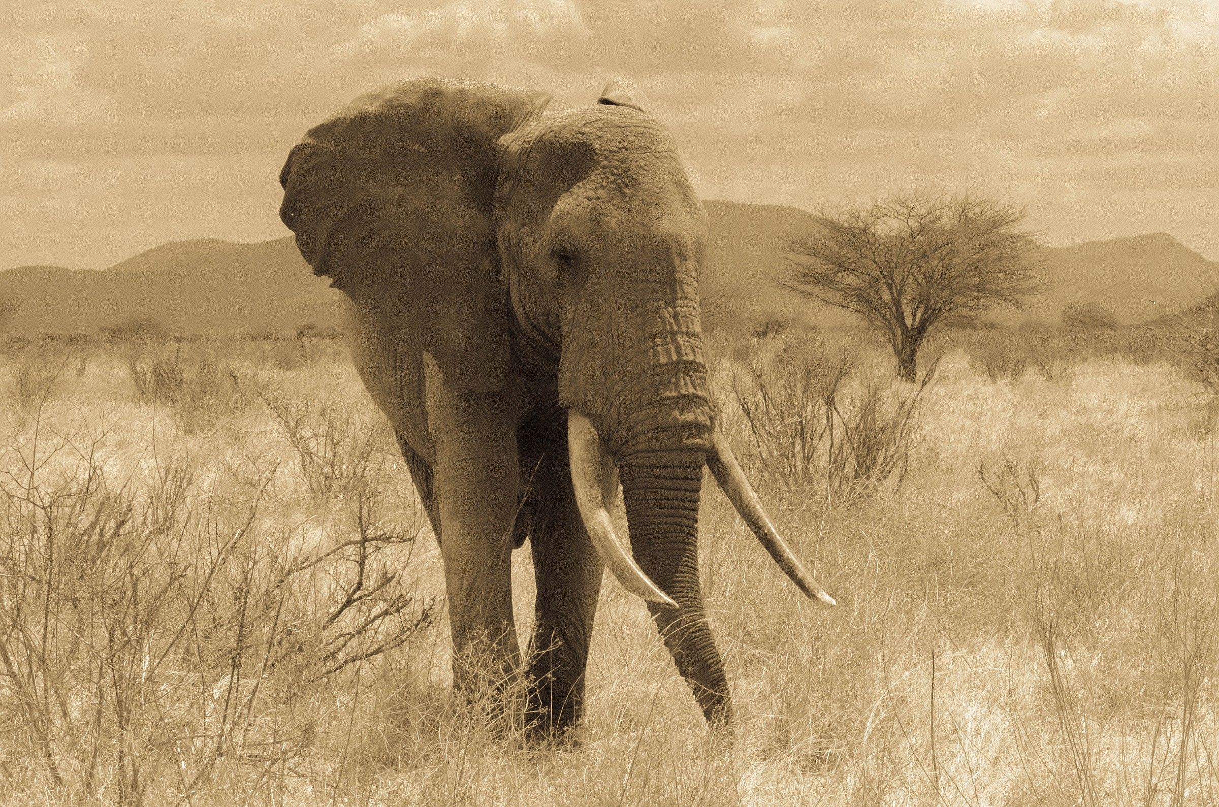 Elefante-il gigante saggio