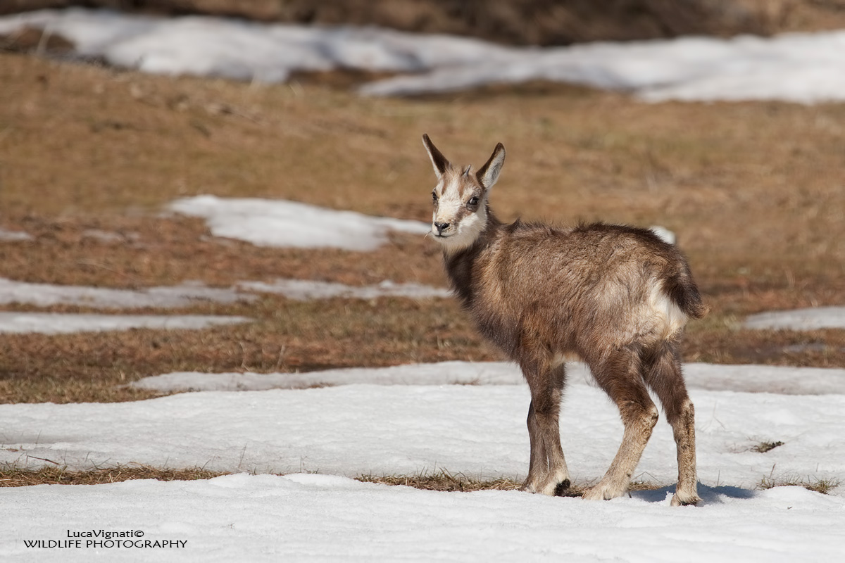 young chamois