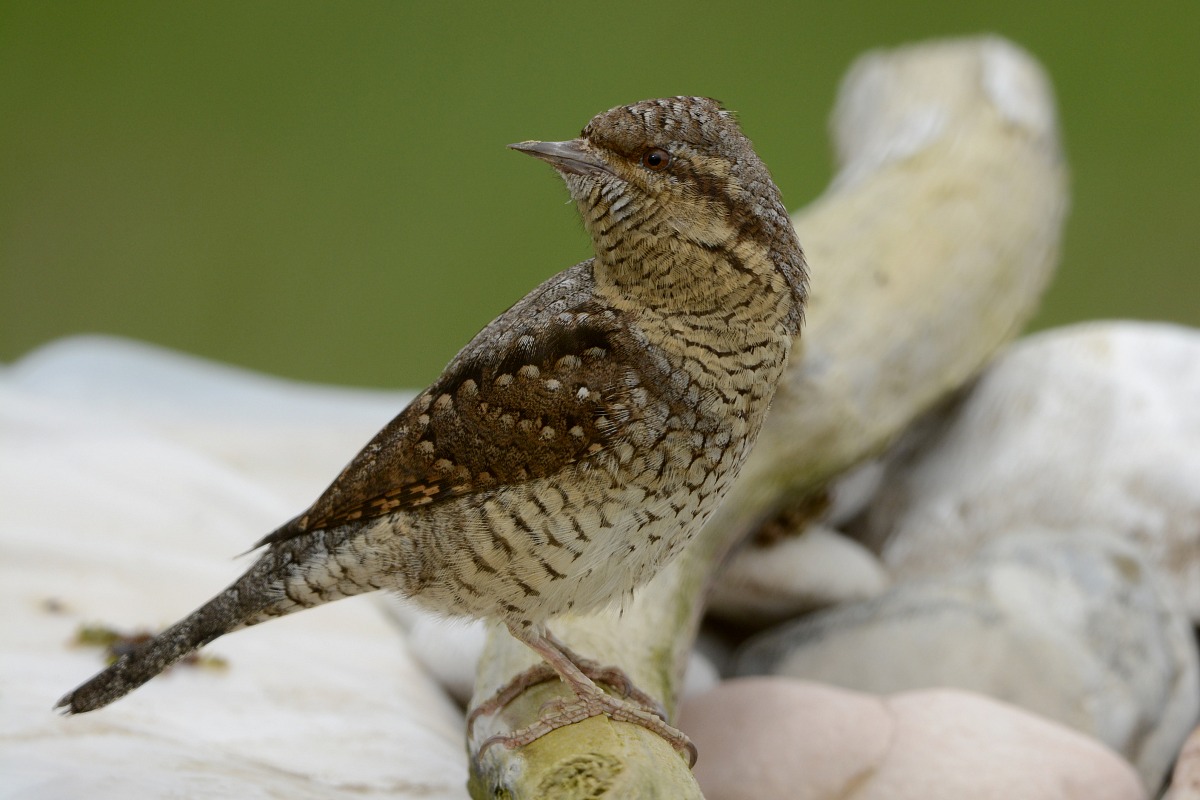 Torcicollo (Jynx torquilla)