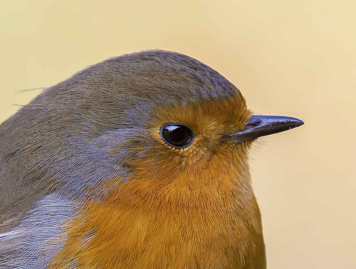 Portrait of Robin