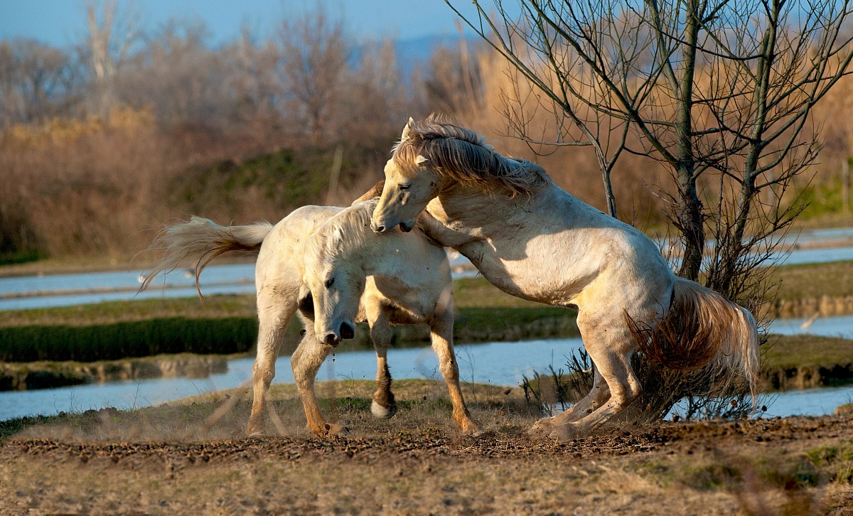 Cavalli Camargue