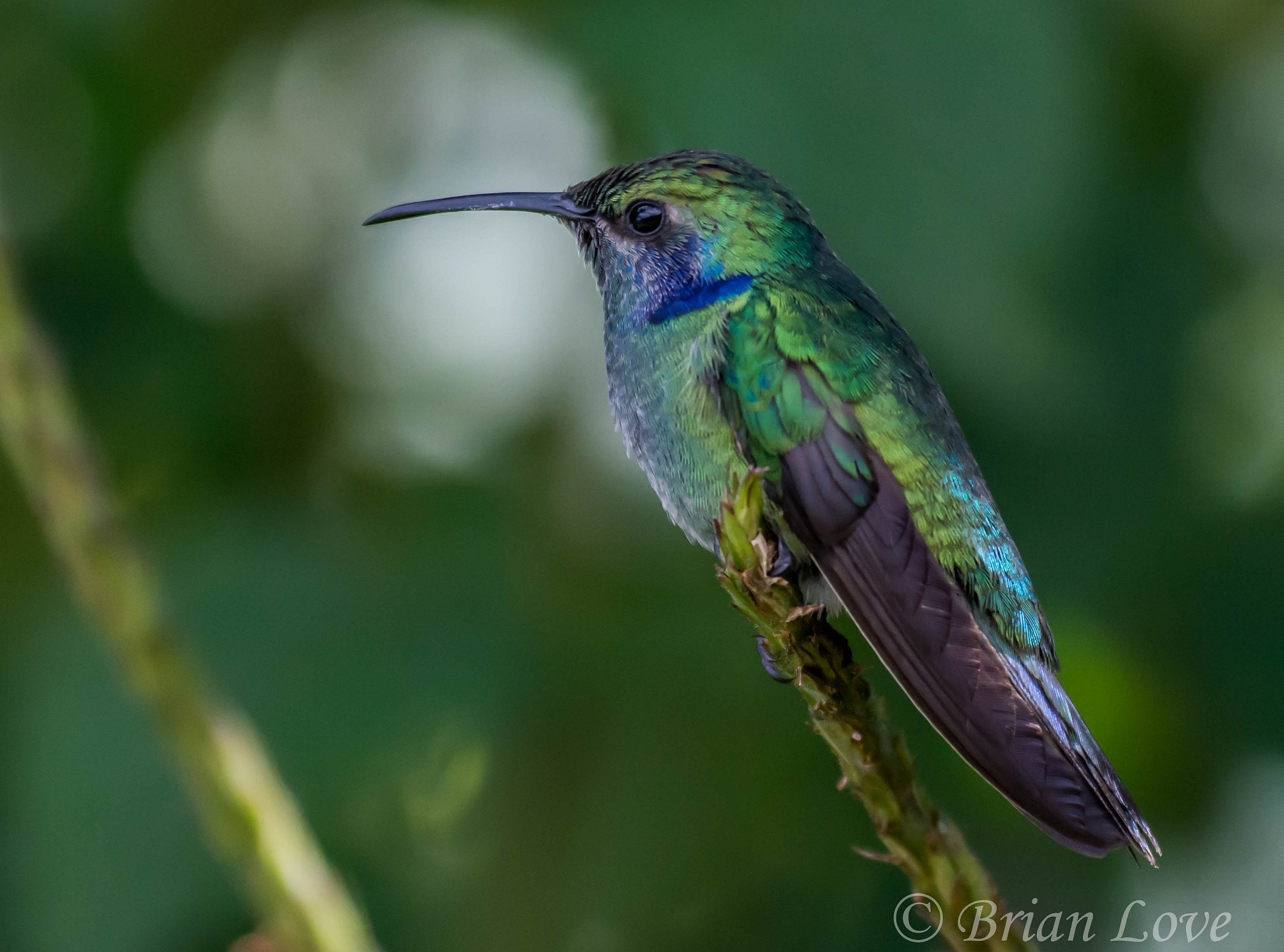 Green Violetear