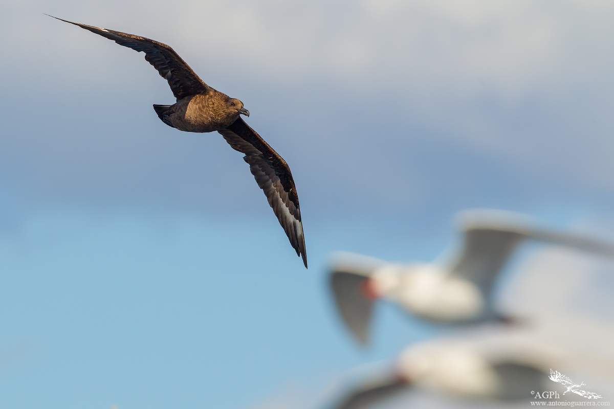Stercorario maggiore (Stercorarius skua)