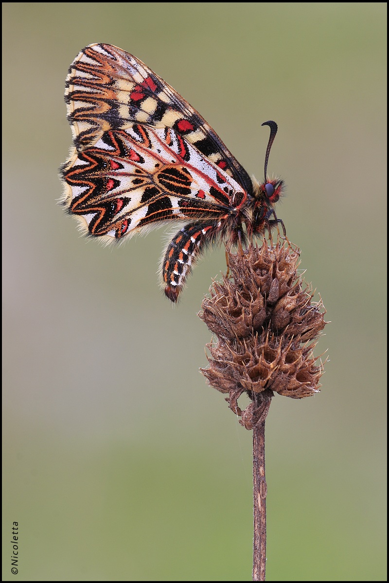 Zerynthia Polyxena 2012